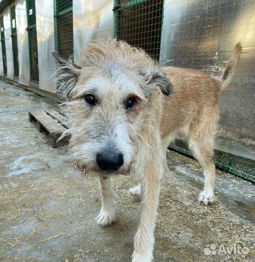 Старенький пес заслужил дом