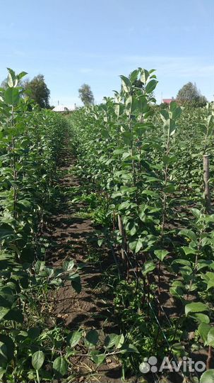 Плодовые саженцы