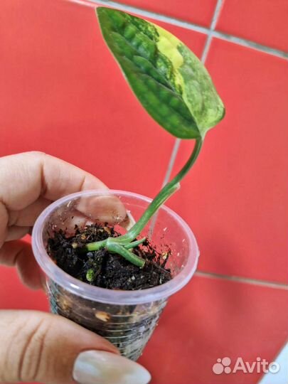 Монстера карстенианум вариегатная