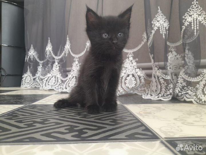 Отдадим котенка