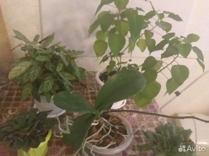 Комнатные цветы