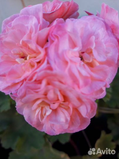 Пеларгония сортовая,герань