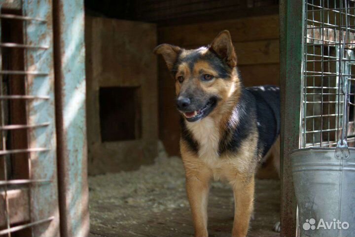 Бруно ищет дом (собака из приюта)