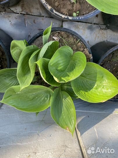 Продажа хост