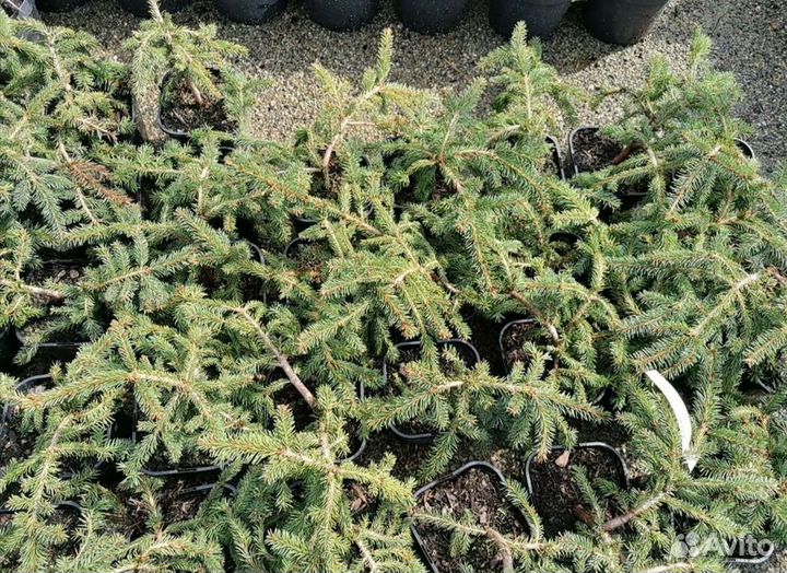 Ель procumbens(прокумбенс) c3