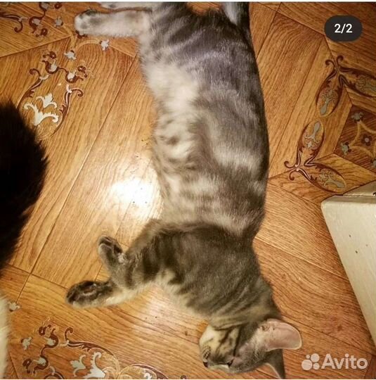 Котик Арчи