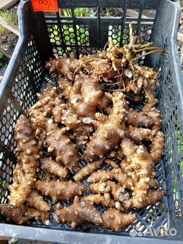 Продам клубни лианы Анредера купить в Кургане | Товары для дома и дачи ...