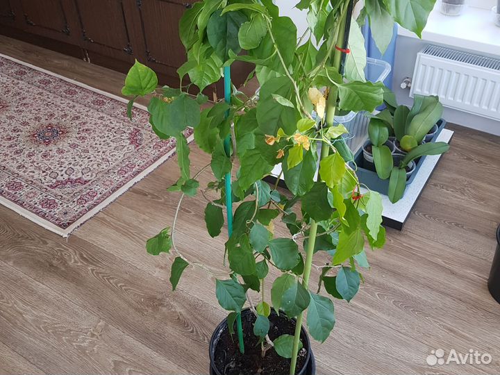 Комнатные растения, цветы большие