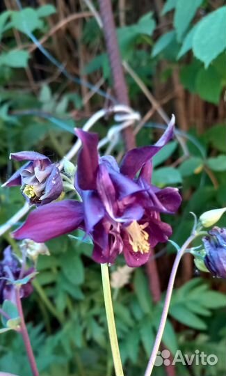 Водозбор Аквилегия