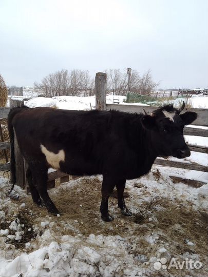 Корова молочная