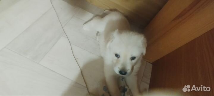 Щенки лабрадора бежевого цвета