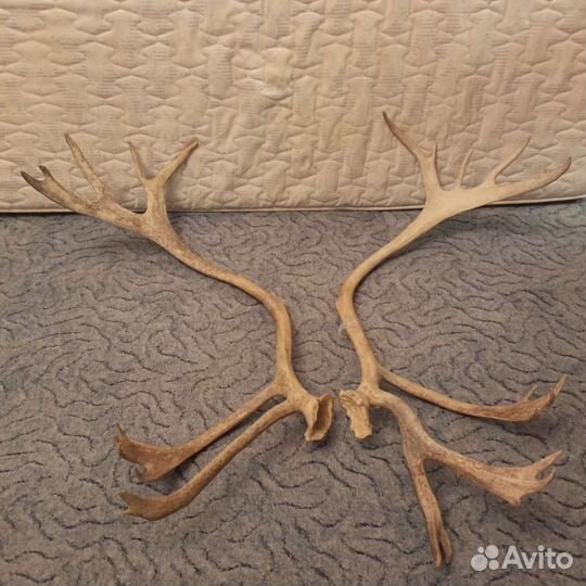 Рога оленя разные, шкурка Оленя и Норка