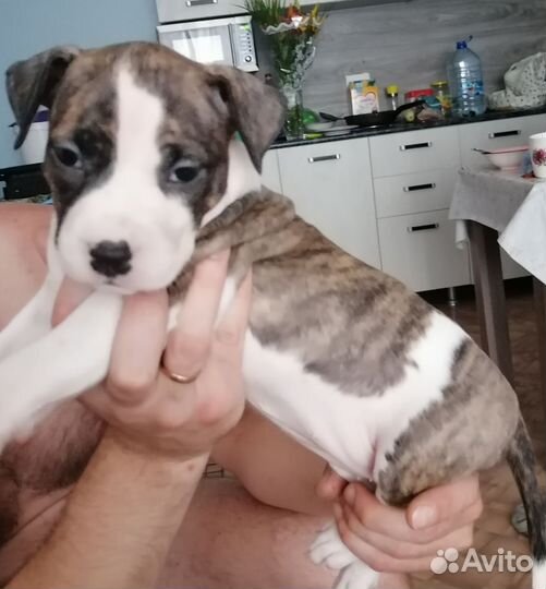 Продам 3 девочки амстафа