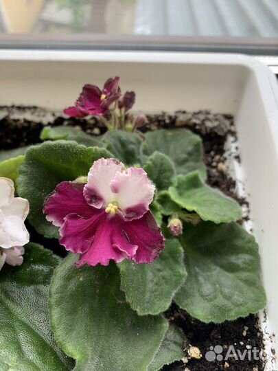 Продам розетки фиалки