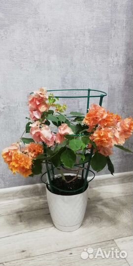 Бугенвиллия