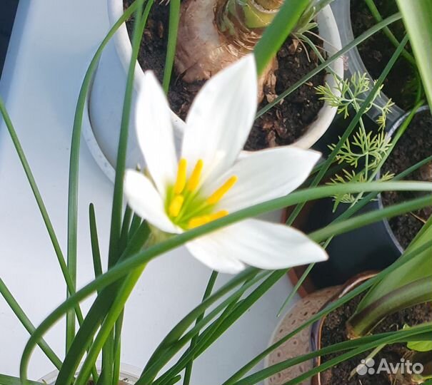 Зефирантес белый