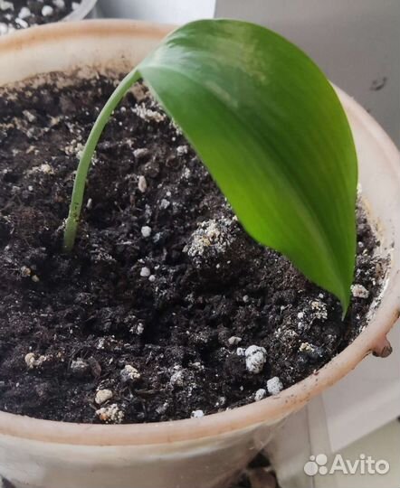 Эухарис или лилия