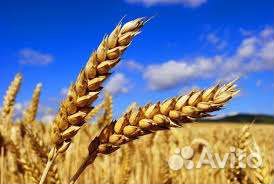 Зерно пшеница, ячмень