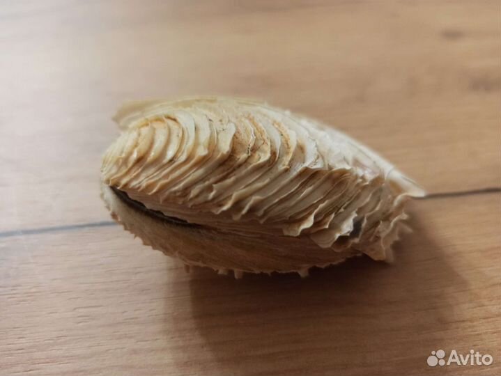 Морская раковина