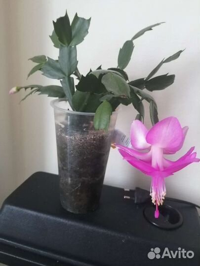 Шлюмбергера, эпифиллум