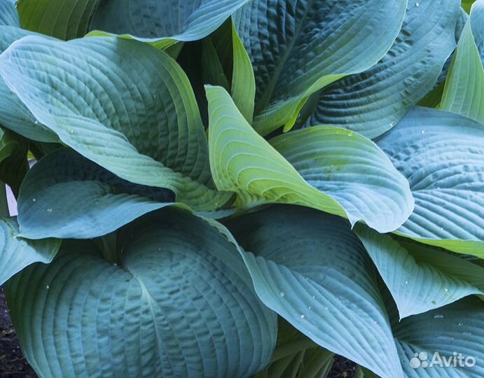 Хоста голубая