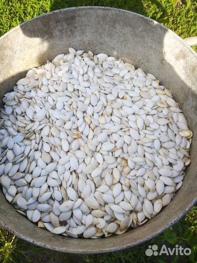 Семена тыквы