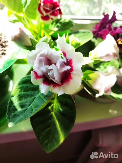 Глоксиния цветущая в горшке