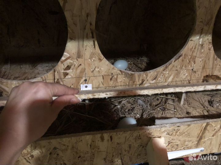 Гнездо для кур с яйцесборником