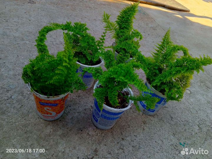 Папоротник кудрявый