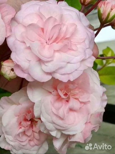 Petri Miky,Леона Галактика,Большое Искушение