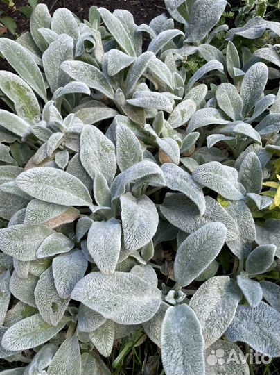 Почвопокровные садовые многолетники