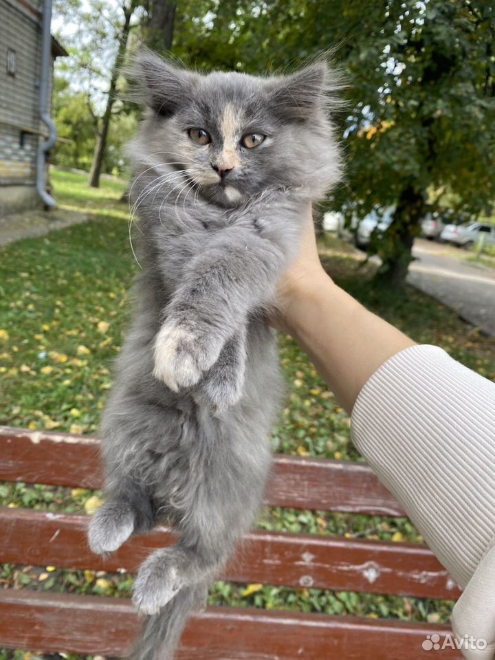 Котёнок в добрые руки, Липецк