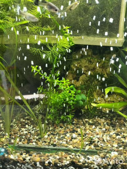 Аквариум в сборе 60 литров