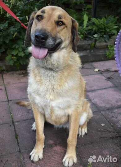 Очаровательная Маня 2 года ищет дом