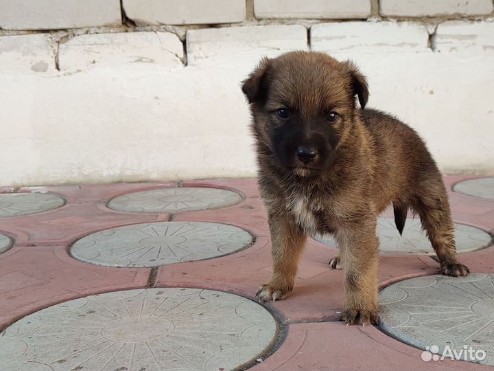 Отдам щенка в добрые руки