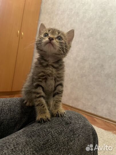 Отдам катенка,2 месяца,ходит на лоток,ест все