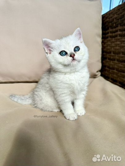 Шиншилловые котята