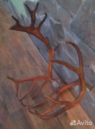 Продам рога оленя