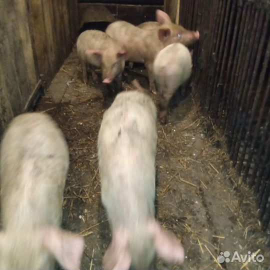 Поросята