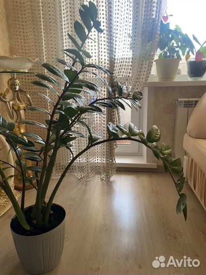 Замиокулькас 1,10