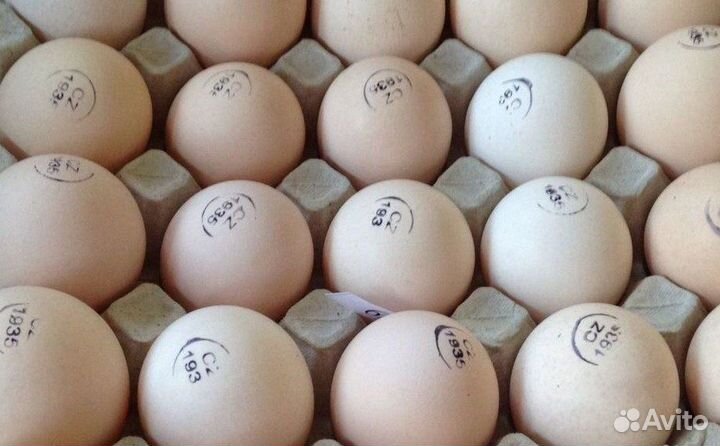 Инкубационное яйцо