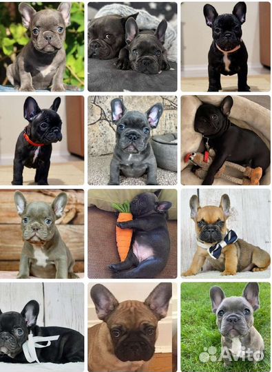 Французский бульдог мини