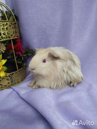 Морские свинки оптом