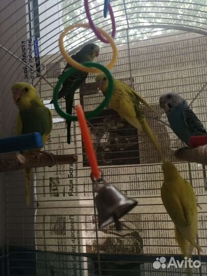 Волнистые попугайчики