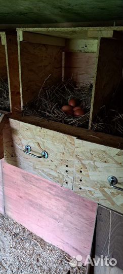 Домашние куриные яйца