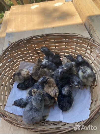 Продам 33 богатыря, которые ищут красоток