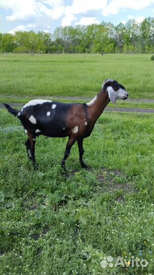 Англо нубийские козы дойные