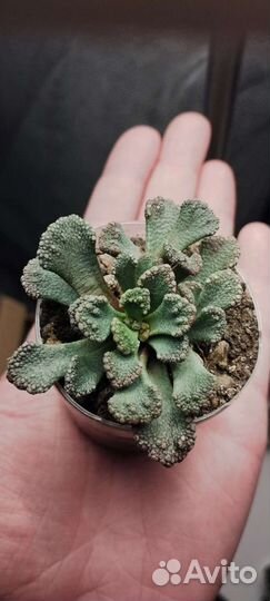 Крассула, адромискус, титанопсис