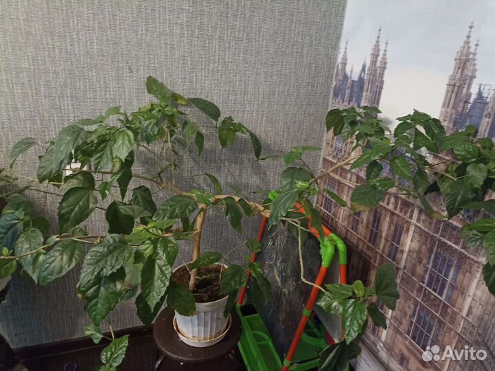 Гибискус (китайская роза)