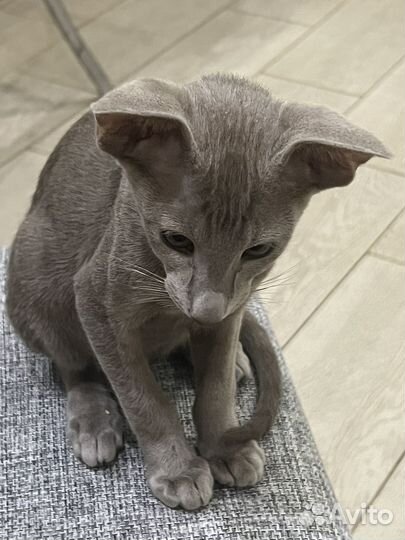 Ориентальные котята